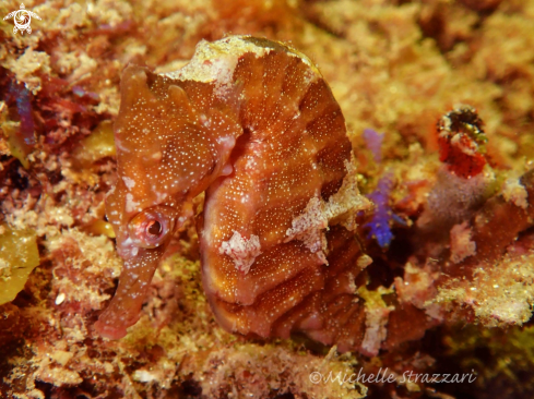 A Hippocampus whitei | Seahorse