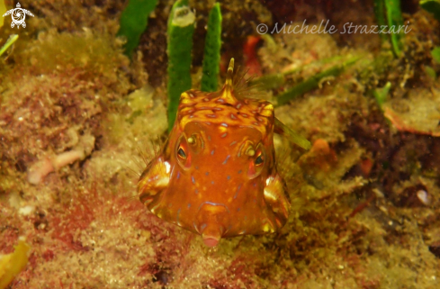 A Lactoria fornasini | Thornback Cowfish