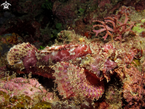 A scorpion fish