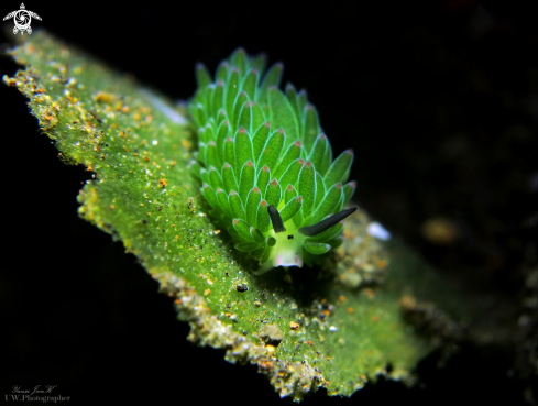 A Costasiella sp | Shaun the sheep