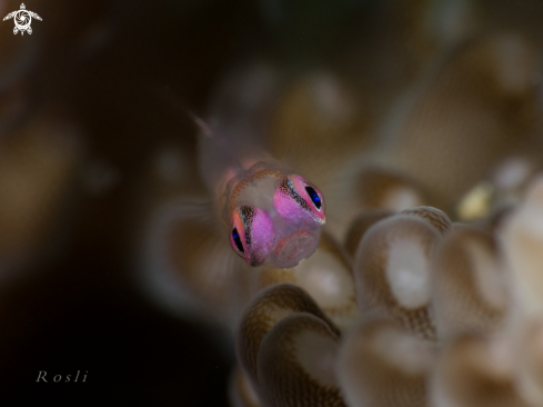 A Pink Eyed Goby