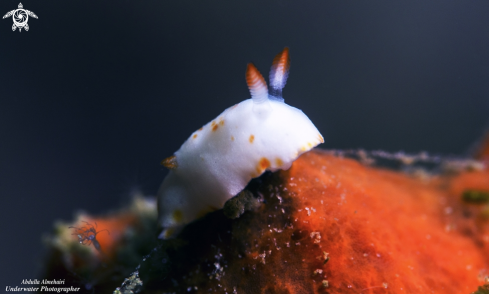 A Nudibranch