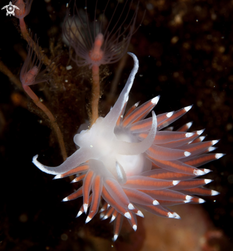 A Flabelilna SP | Flabellina SP