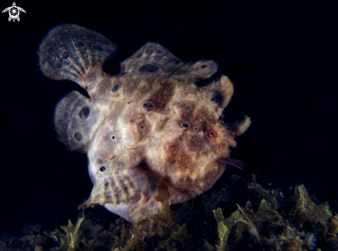 A FROG FISH