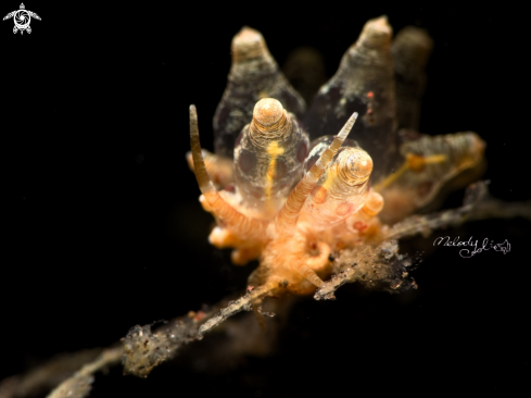 A Nudibranch