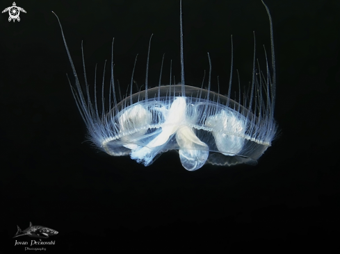 A Slatkovodna meduza / Freshwater jellifish.