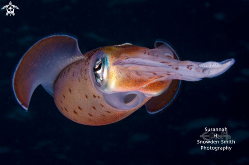 A Caribbean Reef Squid