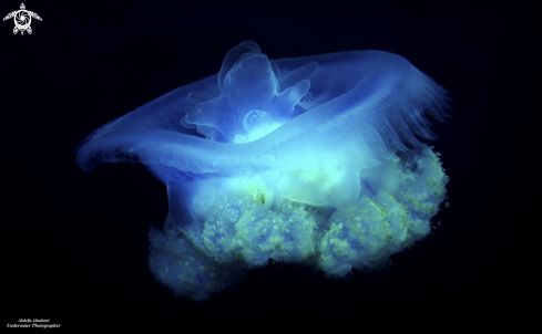 A JellyFish