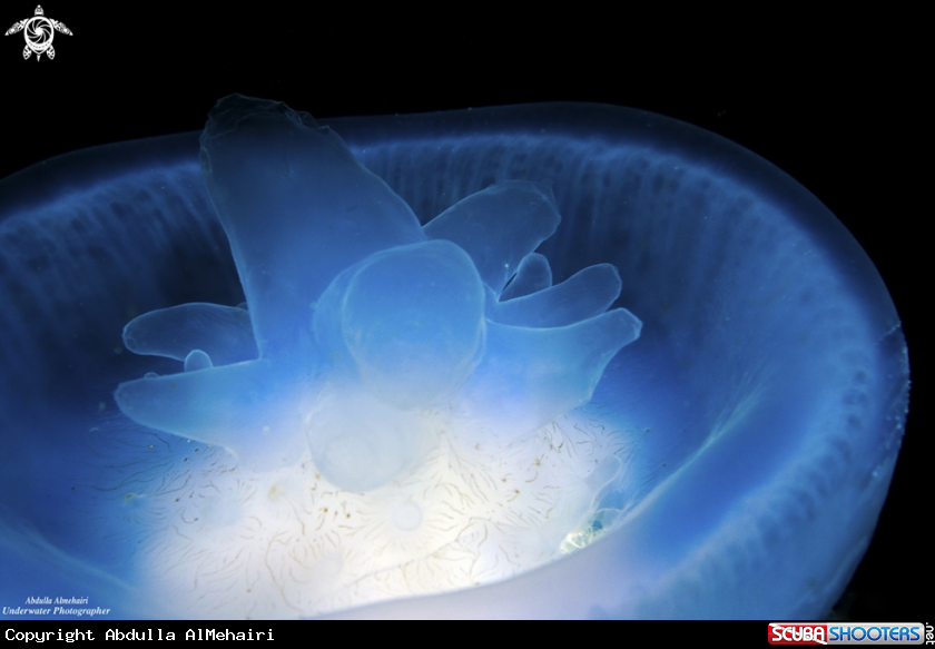 A jellyFish