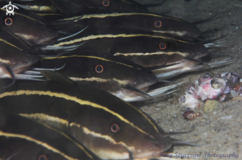 A Plotosus lineatus | Stripey catfish