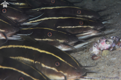 A Stripey catfish