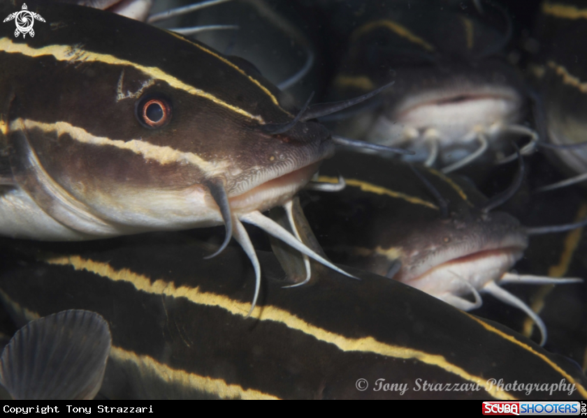 A Stripey catfish