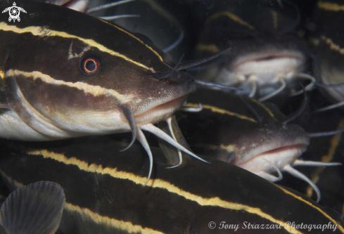 A Plotosus lineatus | Stripey catfish