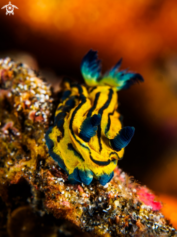 A Nudibranch