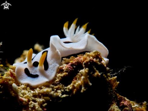 A nudibranch