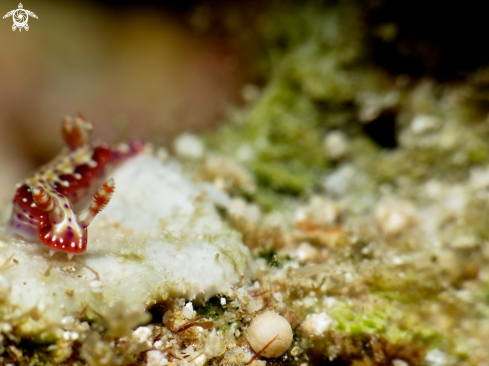 A nudibranch