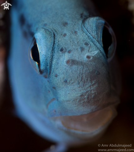 A Redsea mimic blenny