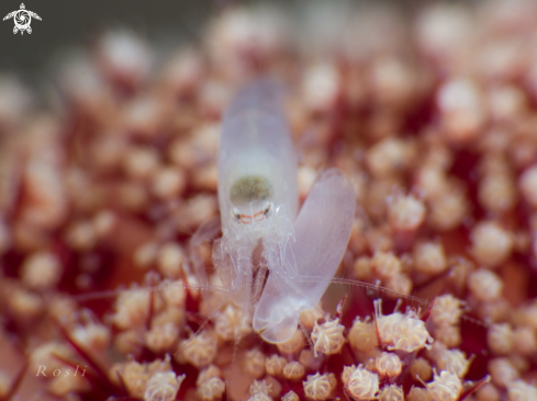 A Snapping Shrimp