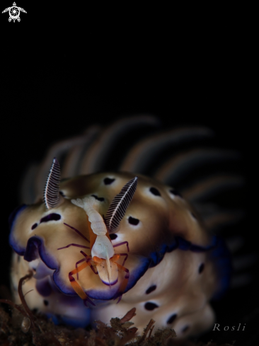 A Emperor Shrimp