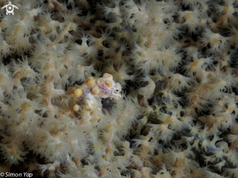 A Bargibant's Pygmy Seahorse