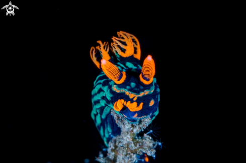 A Nembrotha kubaryana 