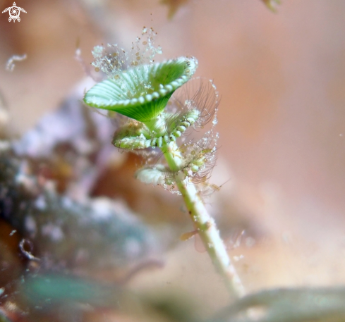 A Acetabularia acetabulum | Mermaid's Wineglass