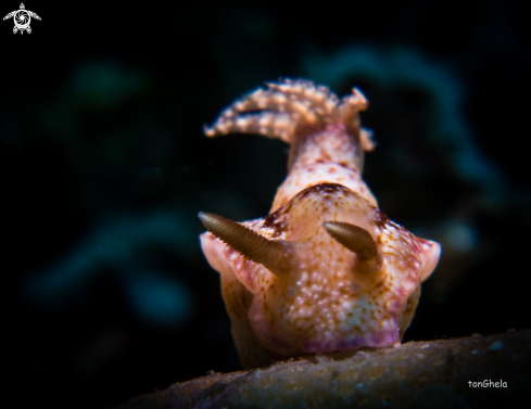 A Nudibranch