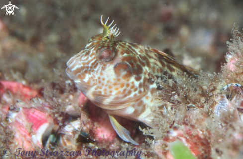 A Parablennius intermedius | Horned blenny