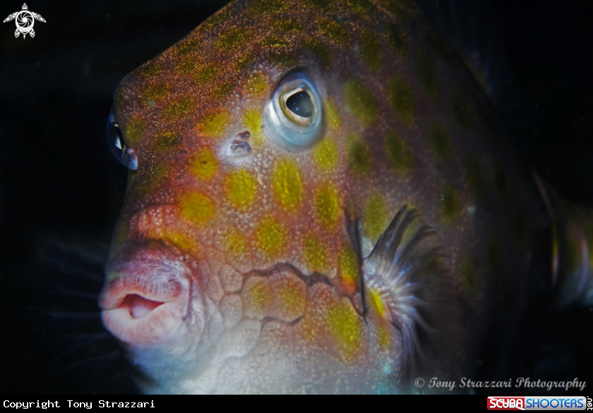 A Eastern Smooth Boxfish