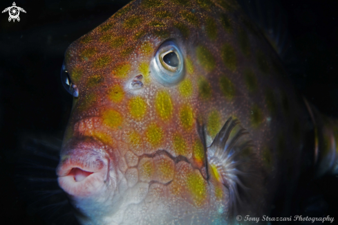 A Anoplocapros inermis | Eastern Smooth Boxfish