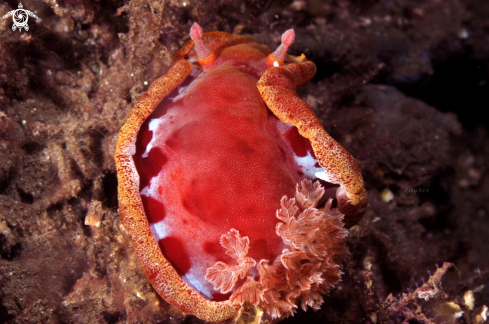 A SPANISH DANCER