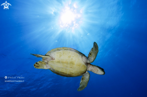 A Chelonia mydas | Green turtle