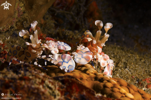 A Hymenocera picta | arlequin schrimp couple