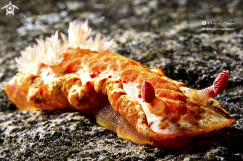 A Hexabranchus sanguineus | Spanish dancer