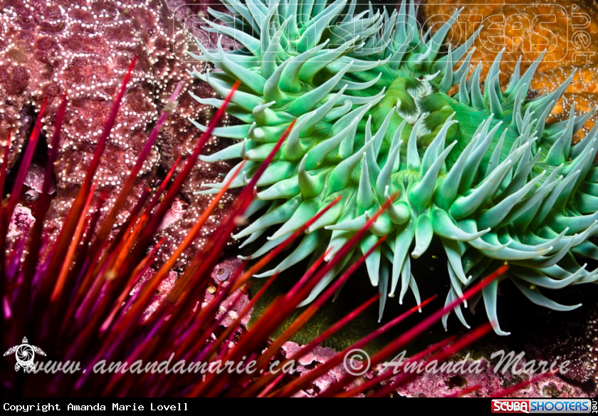 A Green Surf Anemone