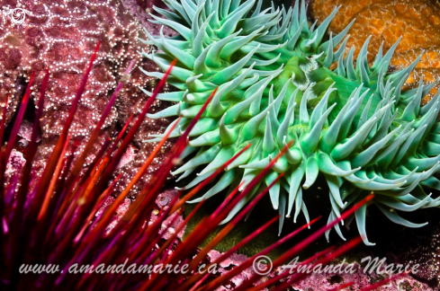 A Anthopleura Xanthogrammica | Green Surf Anemone