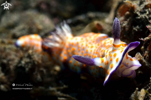 A Risbecia pulchella | nudibranche