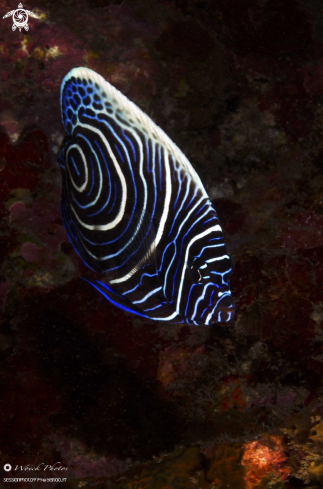 A Pomacanthus imperator | Amperor fish