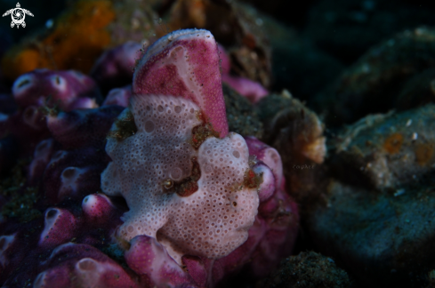 A Painted Frogfish