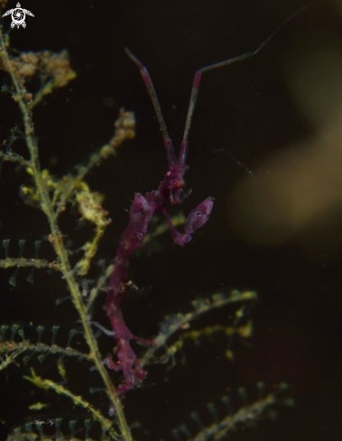 A Skeleton Shrimp