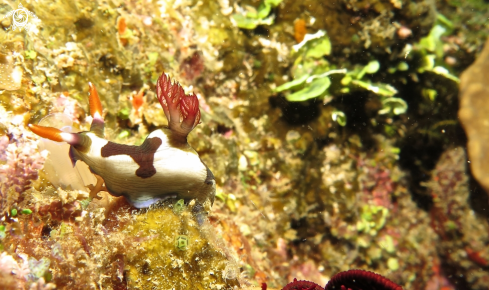 A nembrotha chamberlaini