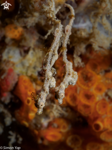 A Lembeh Sea Dragon