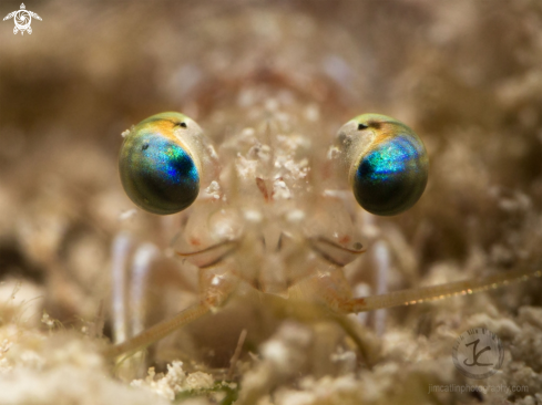 A Velvet shrimp