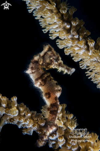 A Longsnout Seahorse