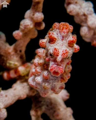 A Pygmy Seahorse