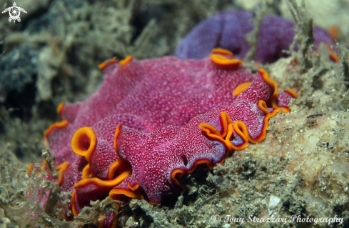 A Pseudoceros ferrugineus | Flatworm