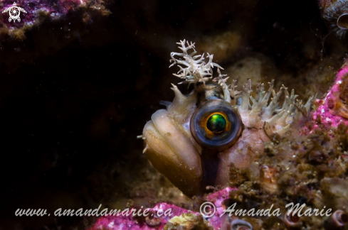 A Chirolophis Decoratus | Decorated Warbonnet