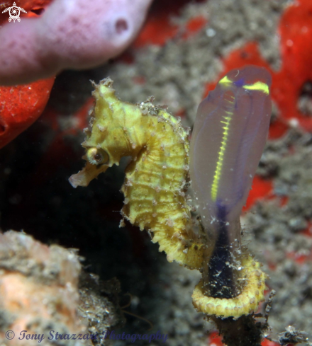 A White's seahorse