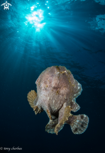 A Frogfish 