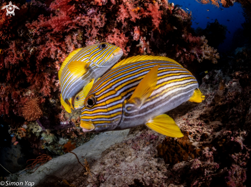 A Plectorhinchus polytaenia | Ribbon Sweetlips